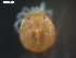  ( - 10BBSIO-0019)  @12 [ ] CreativeCommons - Attribution (2010) CBG Photography Group Centre for Biodiversity Genomics