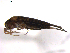  ( - 10BBSIO-0199)  @13 [ ] CreativeCommons - Attribution (2010) CBG Photography Group Centre for Biodiversity Genomics
