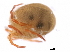  (Arrenurus longicaudatus - 10BBSIO-0071)  @14 [ ] CreativeCommons - Attribution (2010) CBG Photography Group Centre for Biodiversity Genomics