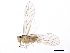  ( - 10BBSIO-0134)  @13 [ ] CreativeCommons - Attribution (2010) CBG Photography Group Centre for Biodiversity Genomics
