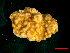  (Montipora crypta - SIRS-102)  @13 [ ] Copyright (2015) Yerushalmy M. IOLR