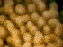  (Montipora meandrina - SIRS-063)  @12 [ ] Copyright (2015) Yerushalmy M. IOLR