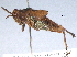  (Trilophidia conturbata - BIOUG02461-E10)  @14 [ ] CreativeCommons - Attribution (2012) CBG Photography Group Centre for Biodiversity Genomics