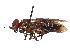  (Acantholyda floridana - CCDB-37882-H08)  @11 [ ] CreativeCommons - Attribution Share - Alike (2024) CBG Photography Group Centre for Biodiversity Genomics