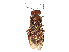  (Acantholyda nigripes - CCDB-37882-H09)  @11 [ ] CreativeCommons - Attribution Share - Alike (2024) CBG Photography Group Centre for Biodiversity Genomics
