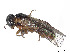  (Acordulecera comoa - CCDB-37884-E08)  @11 [ ] CreativeCommons - Attribution Share - Alike (2023) CBG Photography Group Centre for Biodiversity Genomics