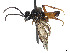  (Dimorphopteryx melanognathus - CCDB-37884-E11)  @11 [ ] CreativeCommons - Attribution Share - Alike (2023) CBG Photography Group Centre for Biodiversity Genomics