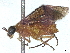  (Acordulecera brevis - CCDB-37885-F09)  @11 [ ] CreativeCommons - Attribution (2023) CBG Photography Group Centre for Biodiversity Genomics