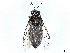  (Acantholyda marginiventris - CCDB-37885-H09)  @11 [ ] CreativeCommons - Attribution (2023) CBG Photography Group Centre for Biodiversity Genomics