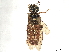  (Acantholyda tesselata - CCDB-37885-H10)  @11 [ ] CreativeCommons - Attribution (2023) CBG Photography Group Centre for Biodiversity Genomics