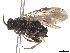  (Sphacophilus crawii - CCDB-37890-C08)  @11 [ ] CreativeCommons - Attribution Share - Alike (2023) CBG Photography Group Centre for Biodiversity Genomics