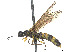  (Calameuta clavata - CCDB-37890-E05)  @11 [ ] CreativeCommons - Attribution Share - Alike (2023) CBG Photography Group Centre for Biodiversity Genomics