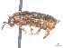  ( - CCDB-37890-E08)  @11 [ ] CreativeCommons - Attribution Share - Alike (2023) CBG Photography Group Centre for Biodiversity Genomics