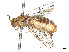 (Neodiprion fulviceps - CCDB-37890-E09)  @11 [ ] CreativeCommons - Attribution Share - Alike (2023) CBG Photography Group Centre for Biodiversity Genomics