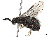  (Neodiprion gillettei - CCDB-37890-E10)  @11 [ ] CreativeCommons - Attribution Share - Alike (2023) CBG Photography Group Centre for Biodiversity Genomics