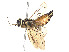  (Acantholyda atripes - CCDB-37890-F10)  @11 [ ] CreativeCommons - Attribution Share - Alike (2023) CBG Photography Group Centre for Biodiversity Genomics
