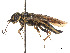  (Acantholyda circumcincta - CCDB-37890-G01)  @11 [ ] CreativeCommons - Attribution Share - Alike (2023) CBG Photography Group Centre for Biodiversity Genomics