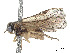  (Acordulecera irwini - CCDB-37890-G10)  @11 [ ] CreativeCommons - Attribution Share - Alike (2023) CBG Photography Group Centre for Biodiversity Genomics