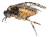  (Acordulecera grisselli - CCDB-37890-G11)  @11 [ ] CreativeCommons - Attribution Share - Alike (2023) CBG Photography Group Centre for Biodiversity Genomics