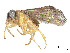  (Acordulecera kimseyae - CCDB-37890-G12)  @11 [ ] CreativeCommons - Attribution Share - Alike (2023) CBG Photography Group Centre for Biodiversity Genomics