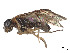  (Acordulecera sonoita - CCDB-37890-H01)  @11 [ ] CreativeCommons - Attribution Share - Alike (2023) CBG Photography Group Centre for Biodiversity Genomics