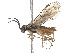  ( - CCDB-37890-H09)  @11 [ ] CreativeCommons - Attribution Share - Alike (2023) CBG Photography Group Centre for Biodiversity Genomics