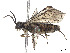 ( - CCDB-37890-H10)  @11 [ ] CreativeCommons - Attribution Share - Alike (2023) CBG Photography Group Centre for Biodiversity Genomics
