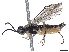  (Ametastegia becra - CCDB-37891-A04)  @11 [ ] CreativeCommons - Attribution Share - Alike (2023) CBG Photography Group Centre for Biodiversity Genomics