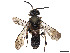  ( - CCDB-37891-B06)  @11 [ ] CreativeCommons - Attribution Share - Alike (2023) CBG Photography Group Centre for Biodiversity Genomics