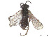  ( - CCDB-37891-E06)  @11 [ ] CreativeCommons - Attribution Share - Alike (2023) CBG Photography Group Centre for Biodiversity Genomics
