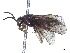  (Rhadinoceraea nubilipennis - CCDB-37891-F03)  @11 [ ] CreativeCommons - Attribution Share - Alike (2023) CBG Photography Group Centre for Biodiversity Genomics