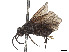  ( - CCDB-37891-F05)  @11 [ ] CreativeCommons - Attribution Share - Alike (2023) CBG Photography Group Centre for Biodiversity Genomics