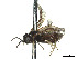  (Profenusa alumna - CCDB-37891-G10)  @11 [ ] CreativeCommons - Attribution Share - Alike (2023) CBG Photography Group Centre for Biodiversity Genomics