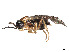  ( - CCDB-37891-G11)  @11 [ ] CreativeCommons - Attribution Share - Alike (2023) CBG Photography Group Centre for Biodiversity Genomics
