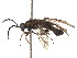  ( - CCDB-37892-F04)  @11 [ ] CreativeCommons - Attribution Share - Alike (2023) CBG Photography Group Centre for Biodiversity Genomics