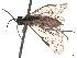  ( - CCDB-37892-F06)  @11 [ ] CreativeCommons - Attribution Share - Alike (2023) CBG Photography Group Centre for Biodiversity Genomics