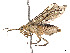  ( - CCDB-37893-B07)  @11 [ ] CreativeCommons - Attribution Share - Alike (2024) CBG Photography Group Centre for Biodiversity Genomics