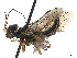  (Acantholyda ochrocera - CCDB-37893-B11)  @11 [ ] CreativeCommons - Attribution Share - Alike (2024) CBG Photography Group Centre for Biodiversity Genomics