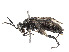  ( - CCDB-37893-D02)  @11 [ ] CreativeCommons - Attribution Share - Alike (2024) CBG Photography Group Centre for Biodiversity Genomics