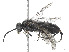  ( - CCDB-37893-D03)  @11 [ ] CreativeCommons - Attribution Share - Alike (2024) CBG Photography Group Centre for Biodiversity Genomics