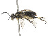 ( - CCDB-37893-D07)  @11 [ ] CreativeCommons - Attribution Share - Alike (2024) CBG Photography Group Centre for Biodiversity Genomics