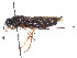  ( - CCDB-37901-B12)  @11 [ ] CreativeCommons - Attribution Share - Alike (2023) CBG Photography Group Centre for Biodiversity Genomics
