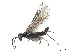  (Ametastegia coloradensis - CCDB-37901-C03)  @11 [ ] CreativeCommons - Attribution Share - Alike (2023) CBG Photography Group Centre for Biodiversity Genomics