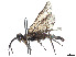  (Ametastegia mexicana - CCDB-37901-C04)  @11 [ ] CreativeCommons - Attribution Share - Alike (2023) CBG Photography Group Centre for Biodiversity Genomics