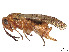  (Hoplocampa stricklandi - CCDB-37901-D10)  @11 [ ] CreativeCommons - Attribution Share - Alike (2023) CBG Photography Group Centre for Biodiversity Genomics