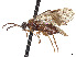  ( - CCDB-37901-F10)  @11 [ ] CreativeCommons - Attribution Share - Alike (2023) CBG Photography Group Centre for Biodiversity Genomics
