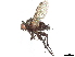  ( - CCDB-37876-B01)  @11 [ ] CreativeCommons - Attribution (2022) CBG Photography Group Centre for Biodiversity Genomics