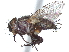  (Lixophaga orbitalis - CCDB-37876-B09)  @11 [ ] CreativeCommons - Attribution (2022) CBG Photography Group Centre for Biodiversity Genomics