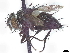  ( - CCDB-37876-C02)  @11 [ ] CreativeCommons - Attribution (2022) CBG Photography Group Centre for Biodiversity Genomics