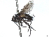  (Opsomeigenia nana - CCDB-37876-C06)  @11 [ ] CreativeCommons - Attribution (2022) CBG Photography Group Centre for Biodiversity Genomics